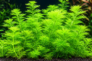 Green Ambulia