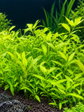 Hydrophila