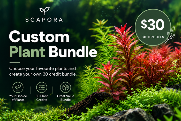 Custom plant bundle