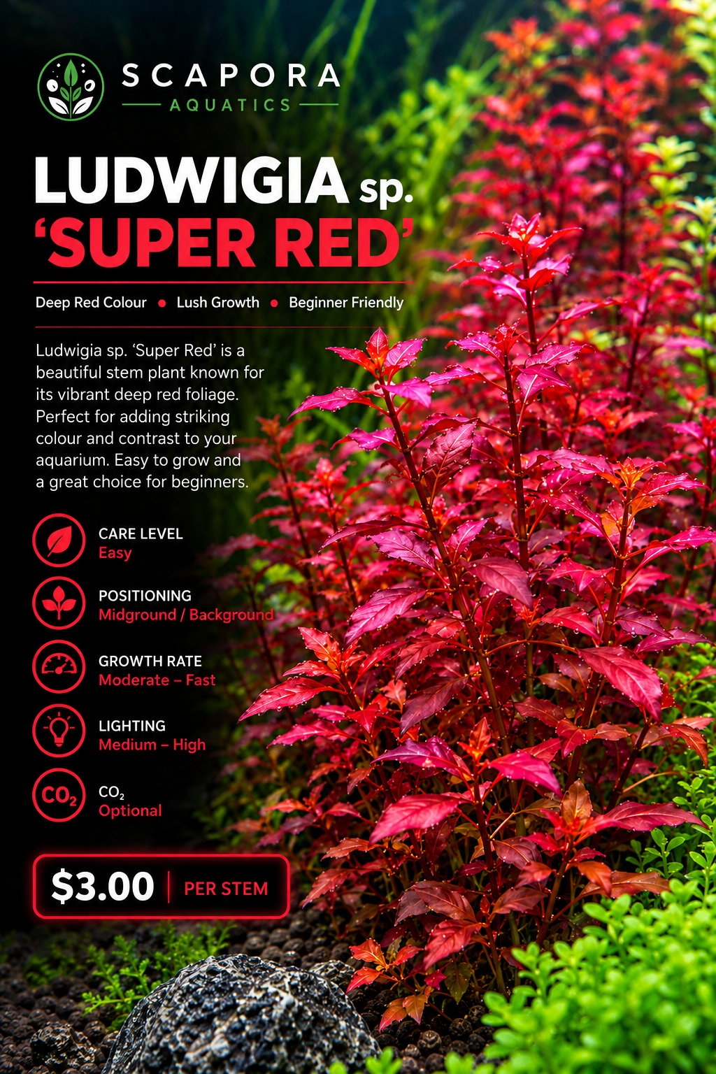 Ludwigia 'Super Red'