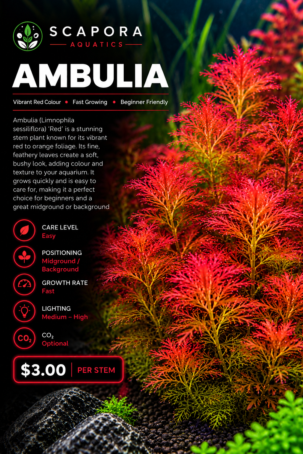 Red Ambulia