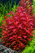 Ludwigia 'Super Red'