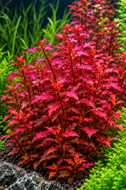 Ludwigia Super Red