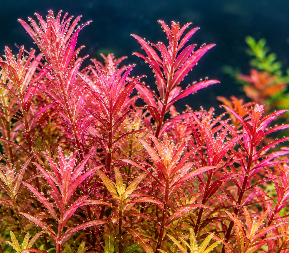 Rotala red