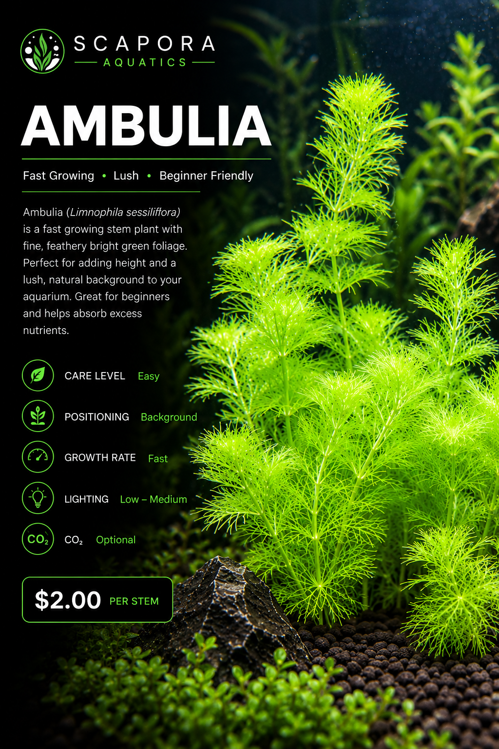 Green Ambulia