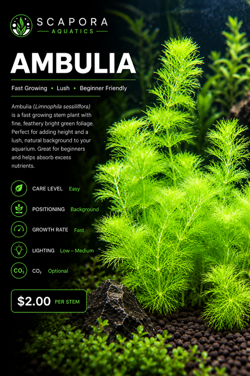 Green Ambulia