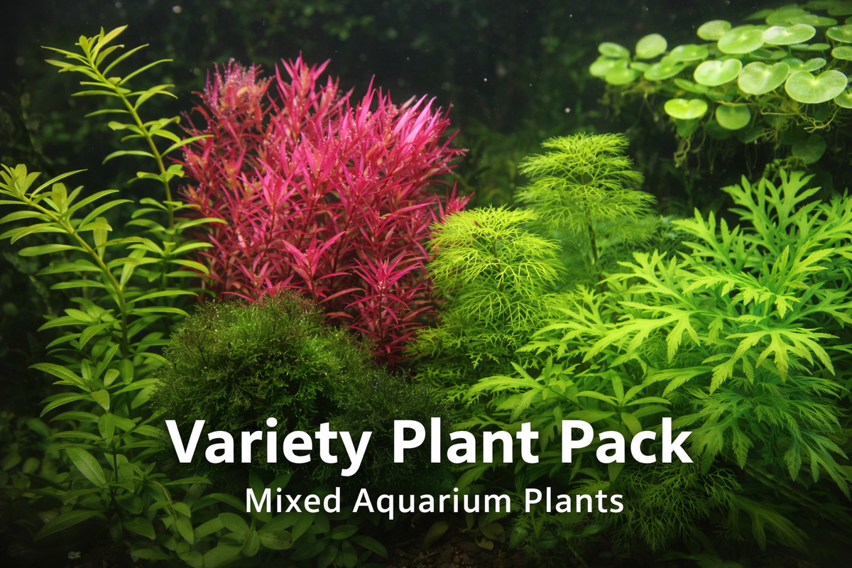 Variety plant bundle
