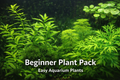 Beginner plant bundle