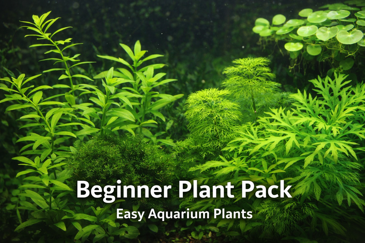 Beginner plant bundle