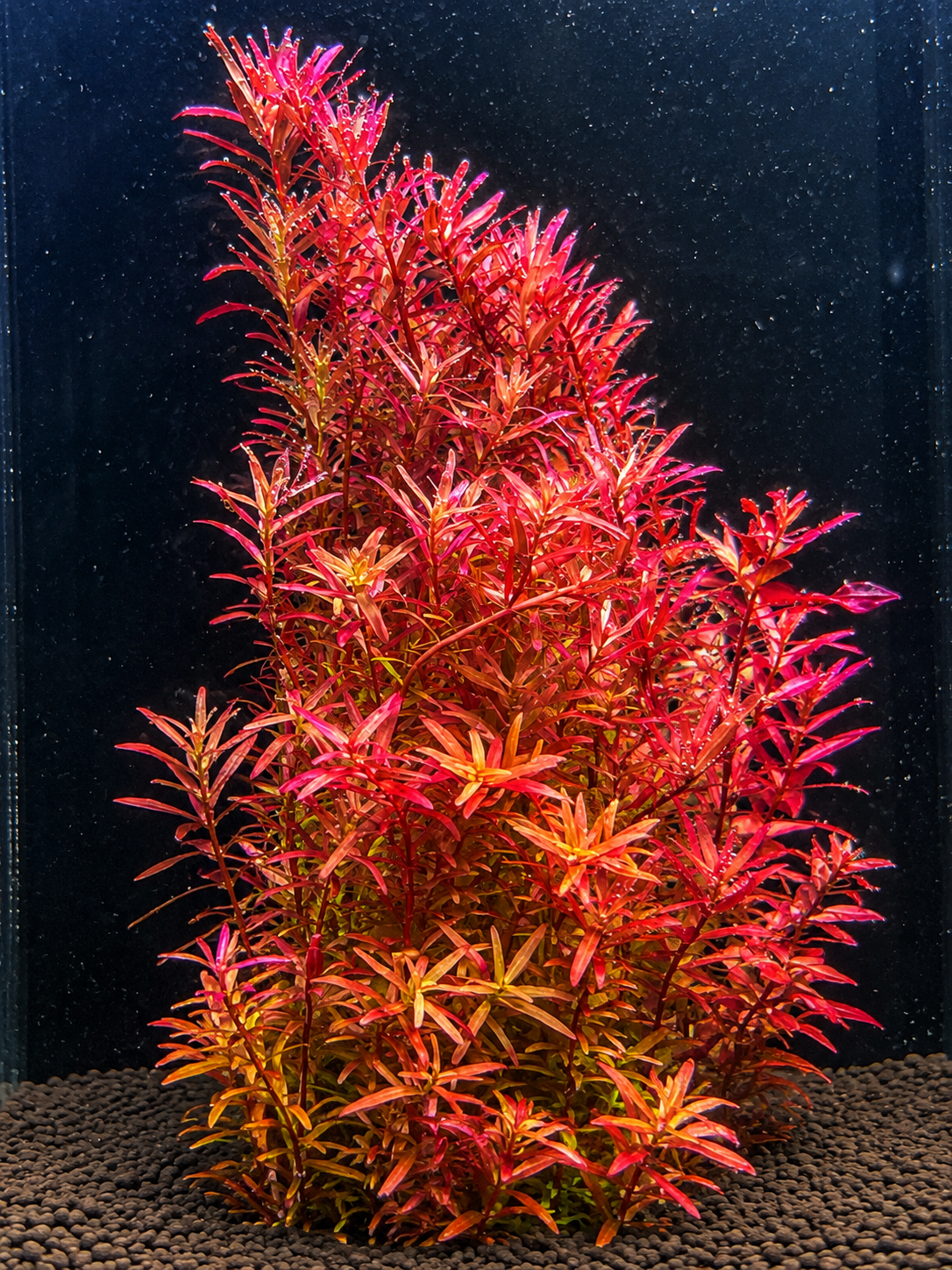 Rotala red