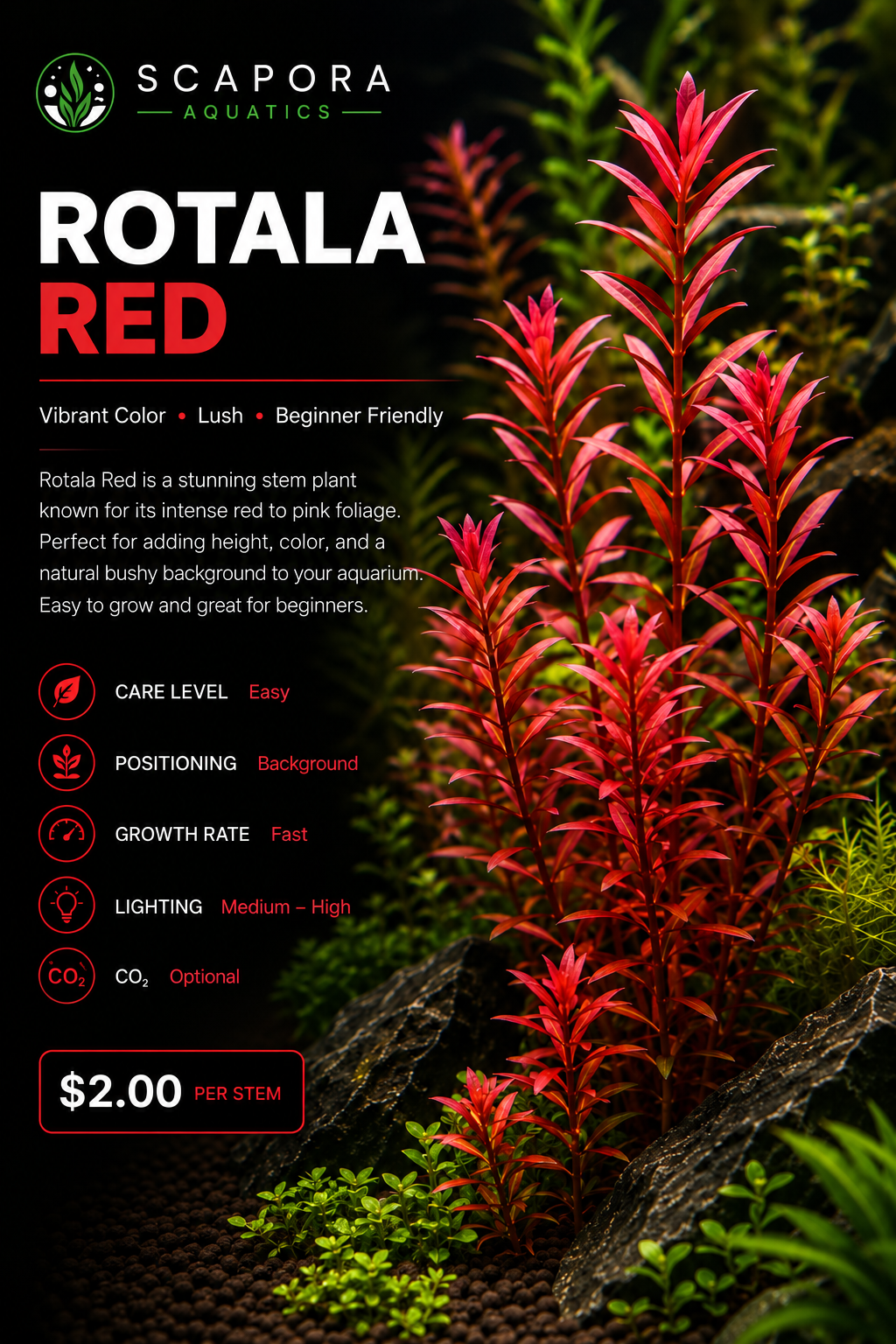 Rotala red