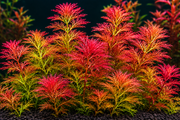 Red Ambulia