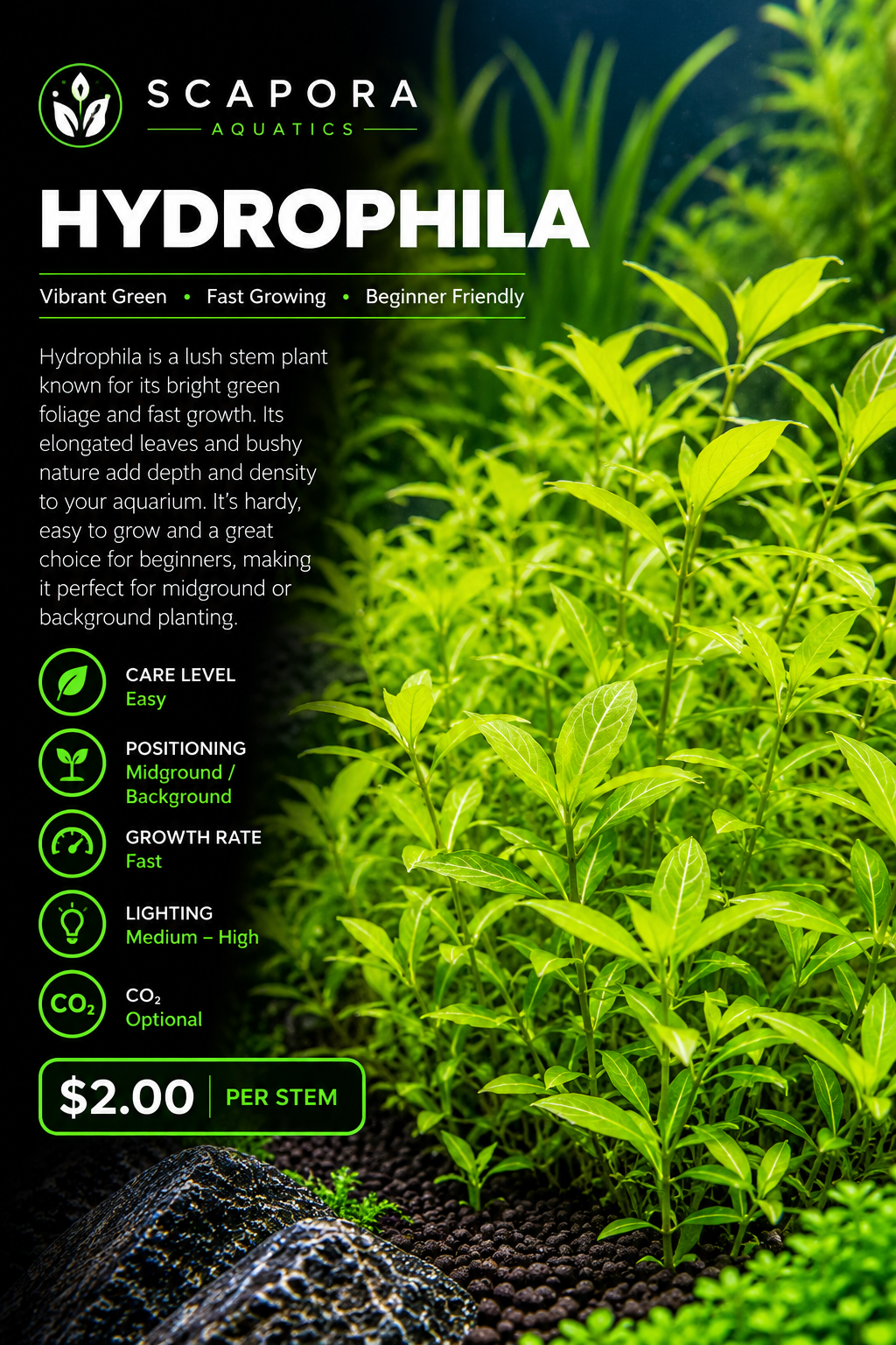 Hydrophila